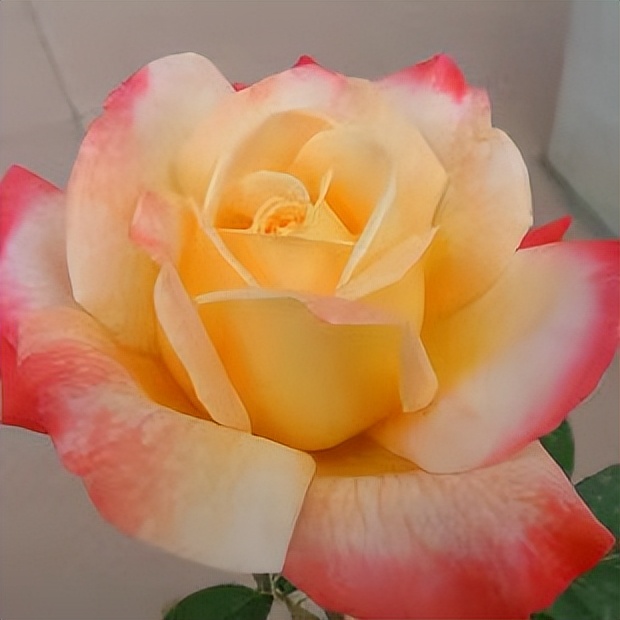 南洋红双喜花开富贵,红双喜双喜临门