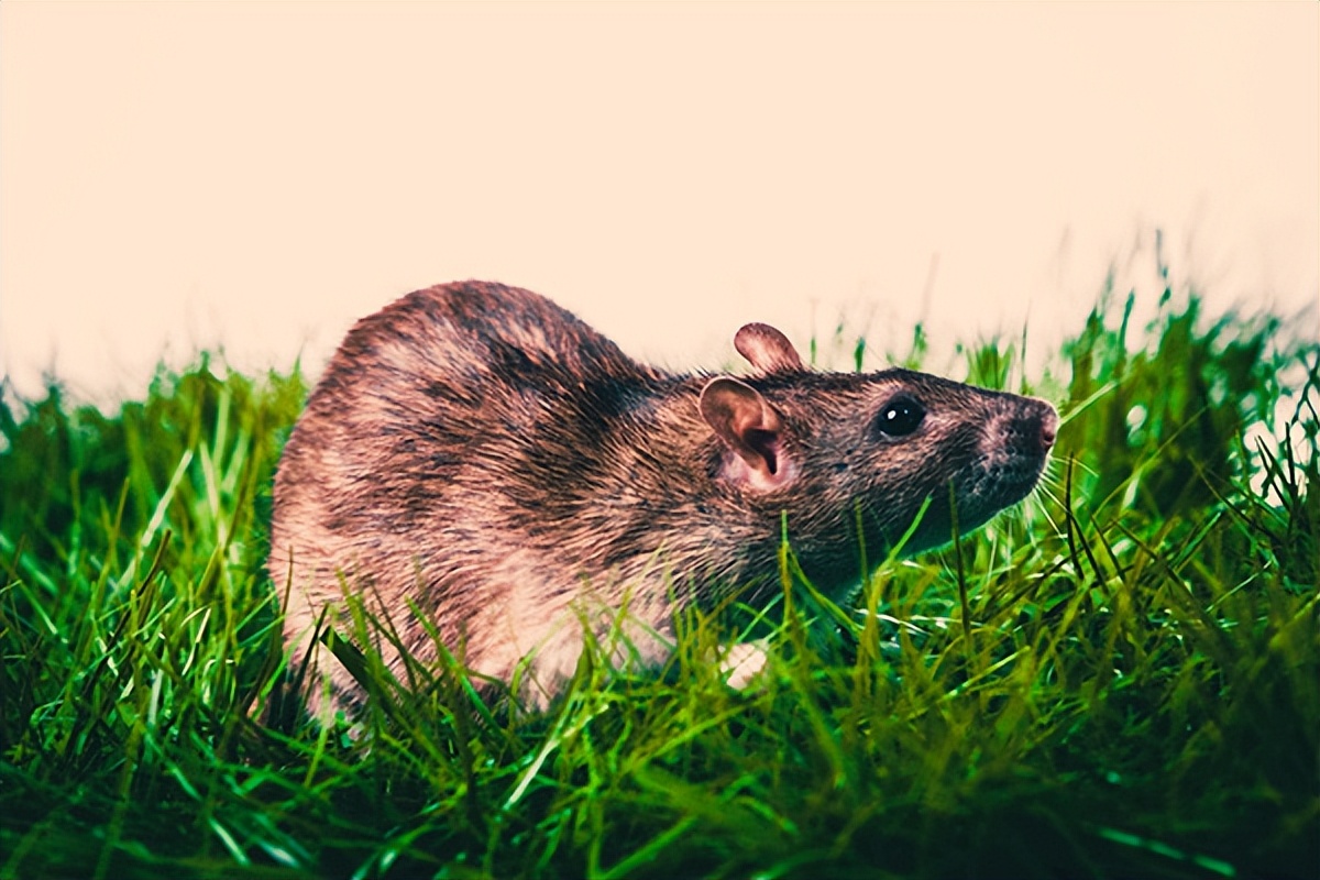 灭鼠灭蟑螂主要在什么场所,灭鼠灭蟑螂服务怎么样