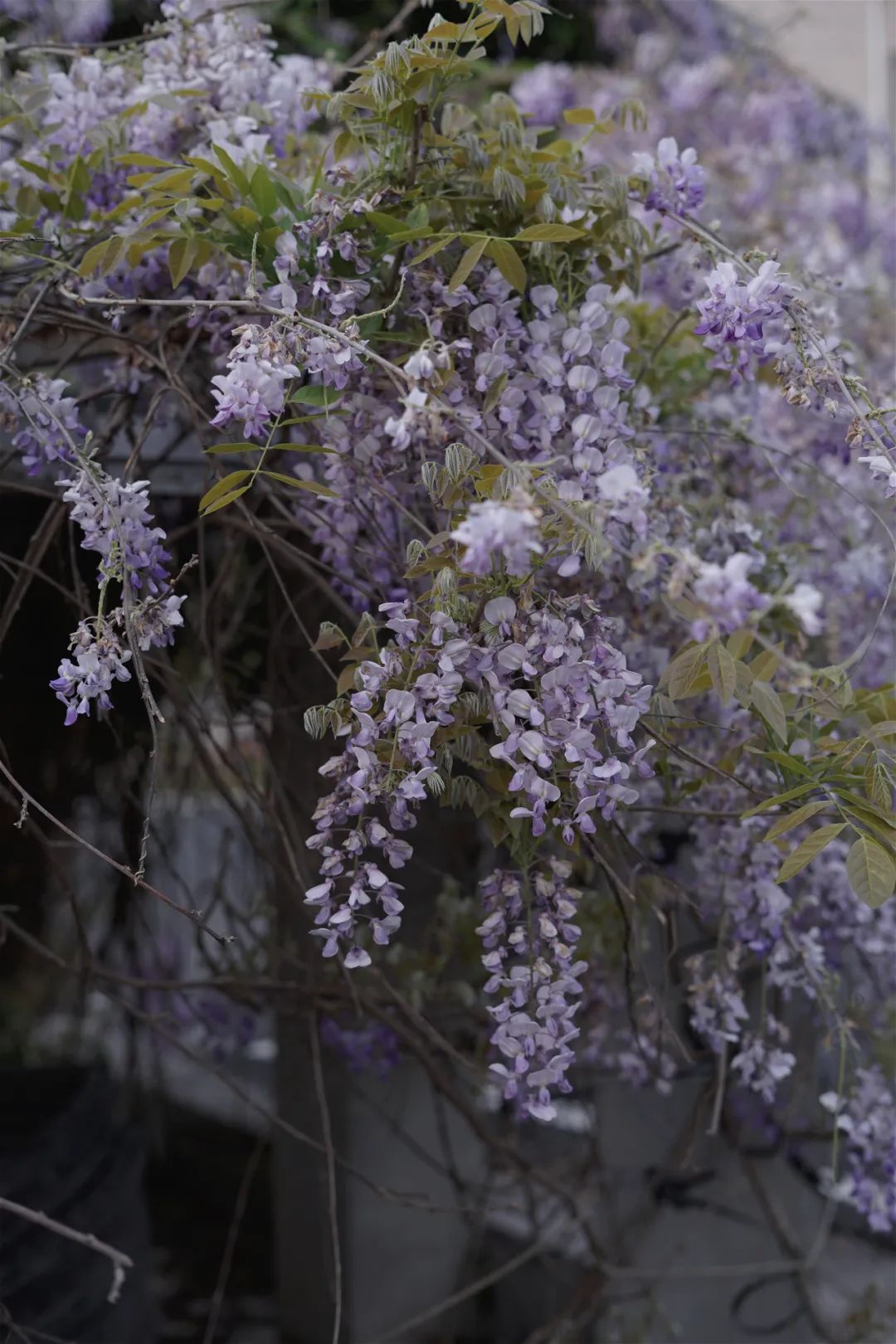 听我的，四月的杭州才是浪漫天花板。