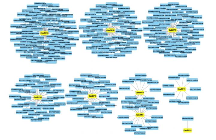 碱性亮氨酸拉链的介入，会对青钱柳根茎发育产生多大影响？