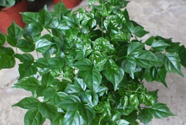 富贵树怎样才能更旺盛,富贵树怎么养才能旺盛