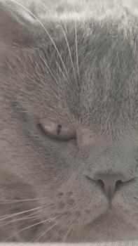 马小路新款三脚架mt1542评测,马小路mt34评测