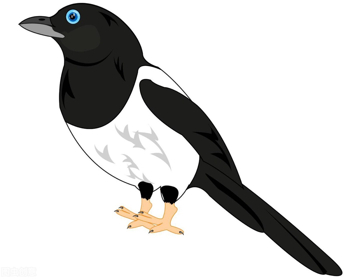 农村喜鹊在房顶,农村喜鹊越来越少