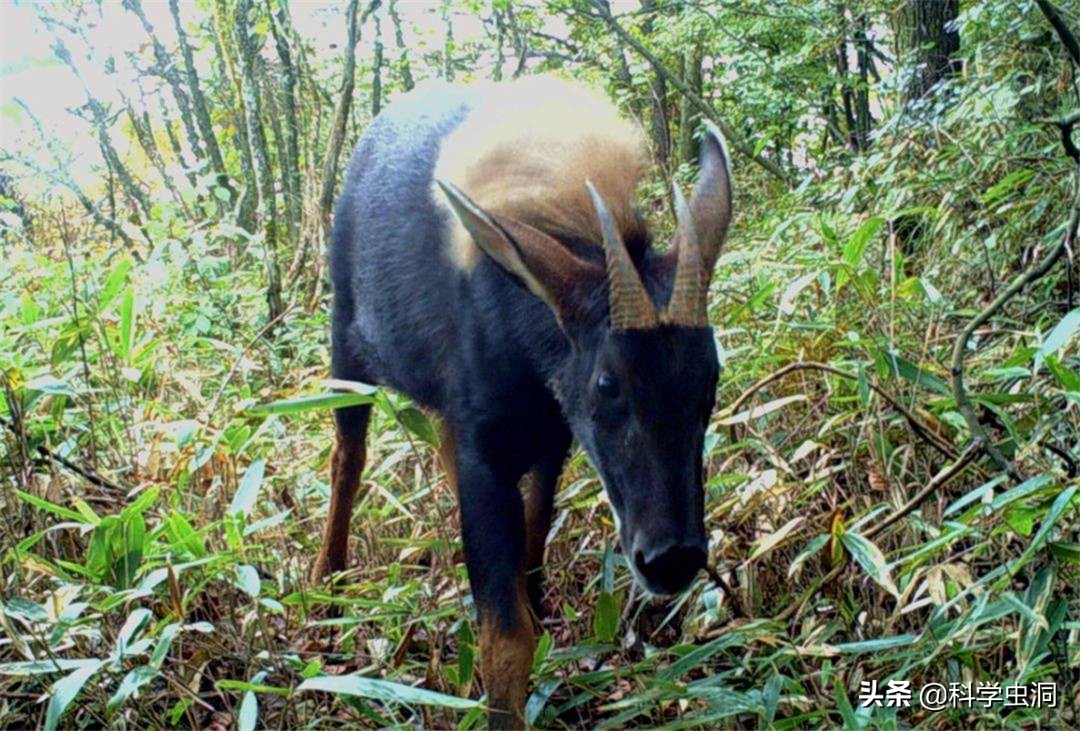 湖北出现多只神兽天马,湖北的天马好吗