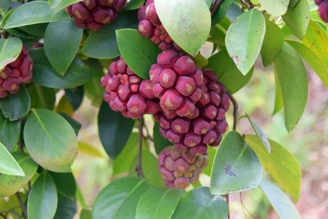 虎字植物,带虎字的花有哪些