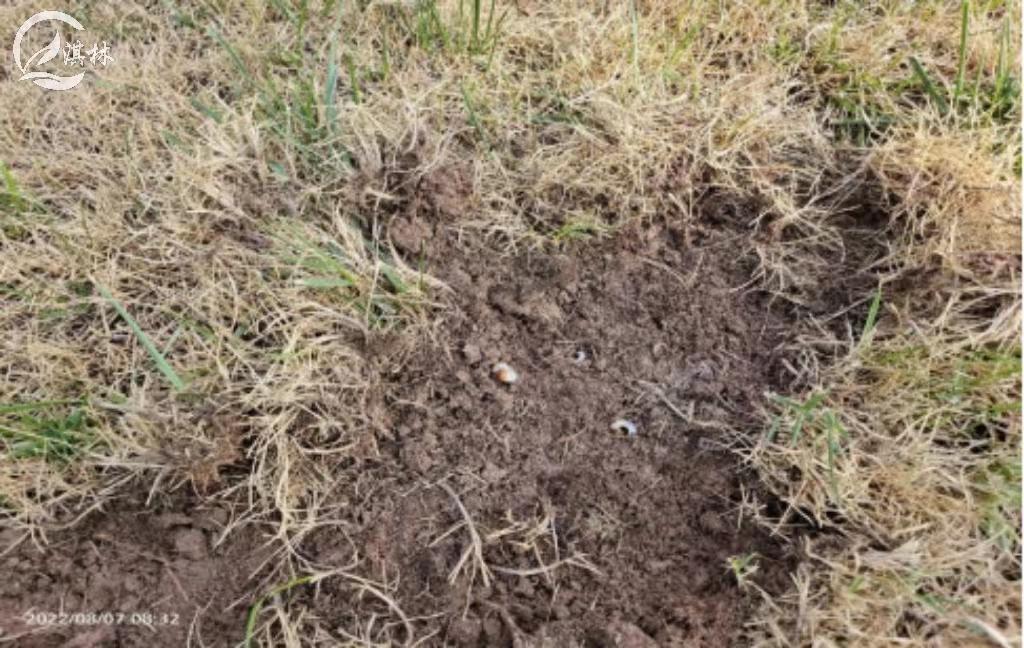 暖季型草坪秋冬季怎么常绿,秋冬季草坪养护