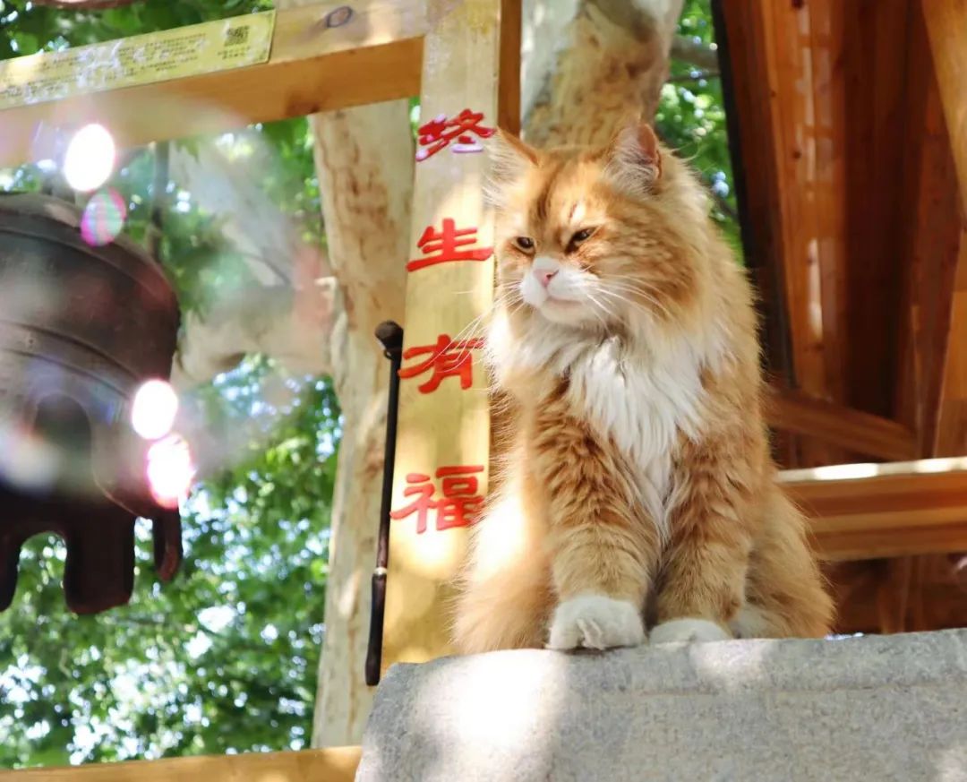 毛森森,观复猫毛森森