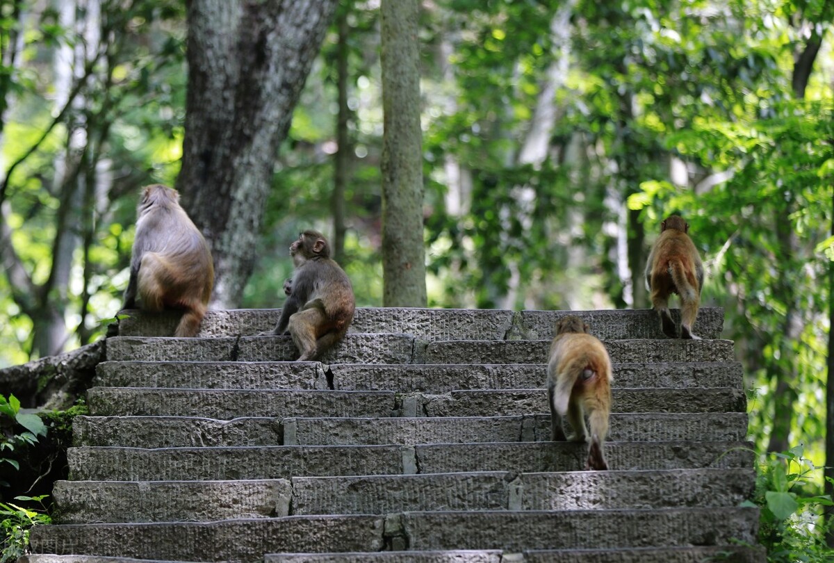 去张家界自由行花多少费用,张家界自由行玩几天合适
