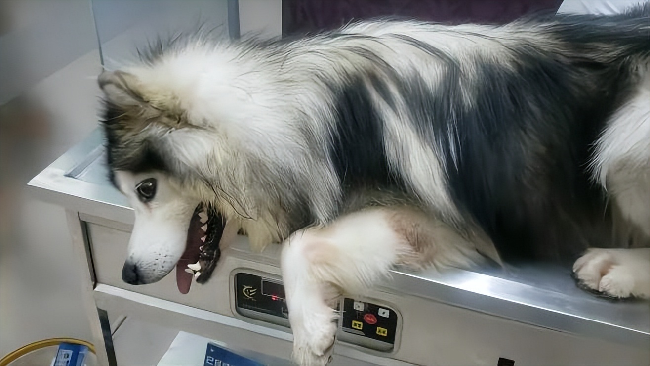 阿拉斯加值得买保险吗,朱顶红阿拉斯加的优缺点