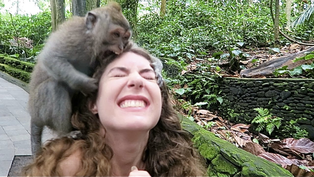 猴王被击毙猴子下跪,猴王被击毙所有猴子一哄而散