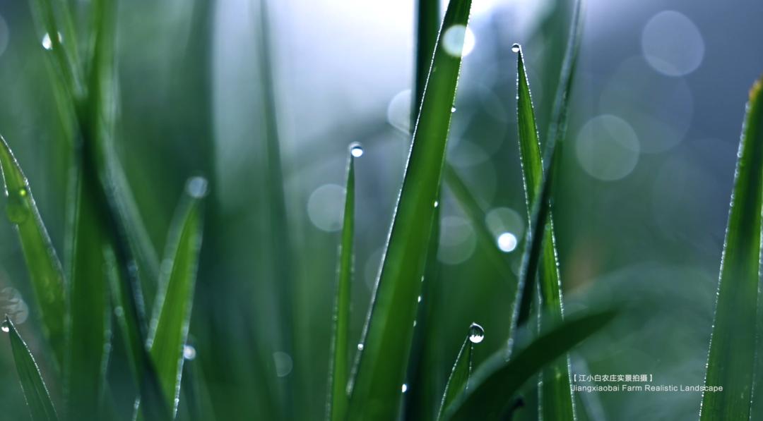 iChongqing丨春日里的乡村美出“国际范”！