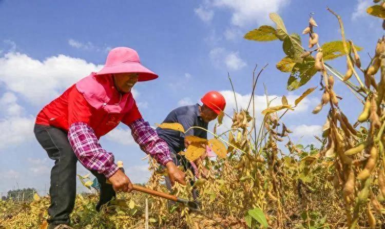 种粮补贴没有按实际亩数补,种粮补助没有到哪个部门找