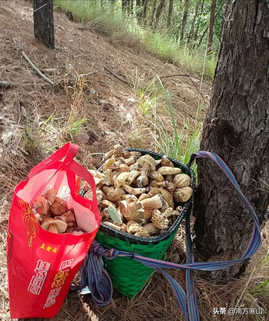 云南野生菌致幻品种,云南野生菌诗句