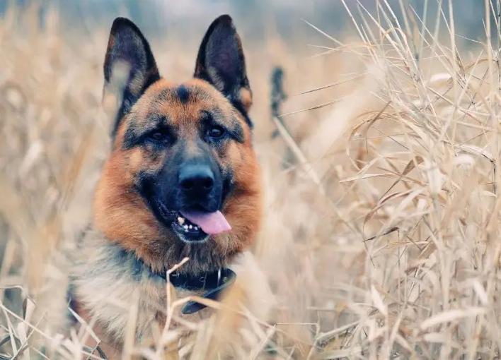 告诉狗狗秘密,告诉你一个秘密养猫就要养暹罗猫