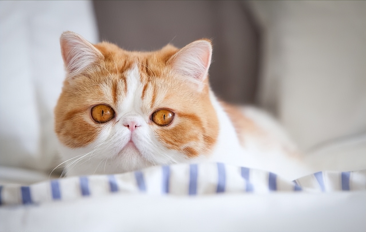 猫咪各品种什么价格,猫咪价格排行最便宜的是什么品种