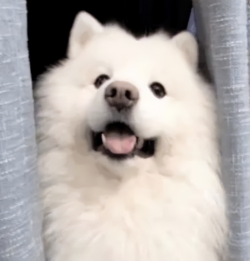 最可爱的萌宠排行榜,萌宠可爱程度排行榜