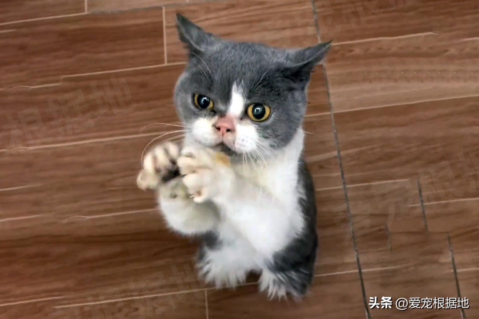 被主人拴着的猫,被邻居拴在楼道的小猫咪