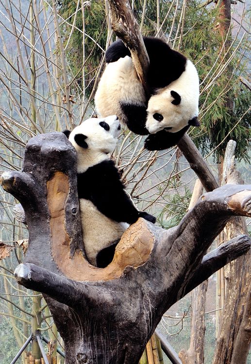 都江堰为什么值得我们纪念,震撼人心的都江堰