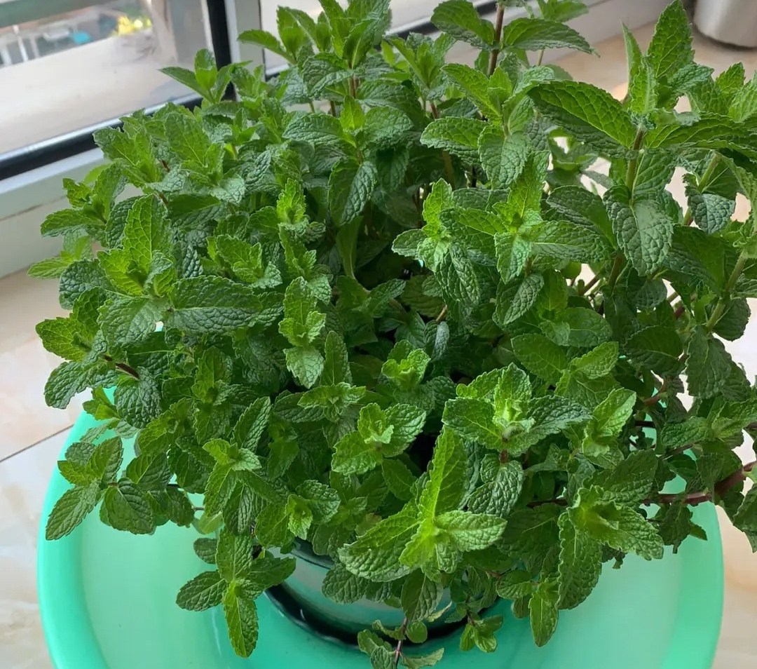 人养花花养人6种花越养越健康,室内养什么花最好最养人