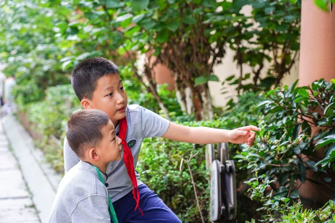 重庆外国语学校森林小学六一,重庆外国语学校森林小学入学要求
