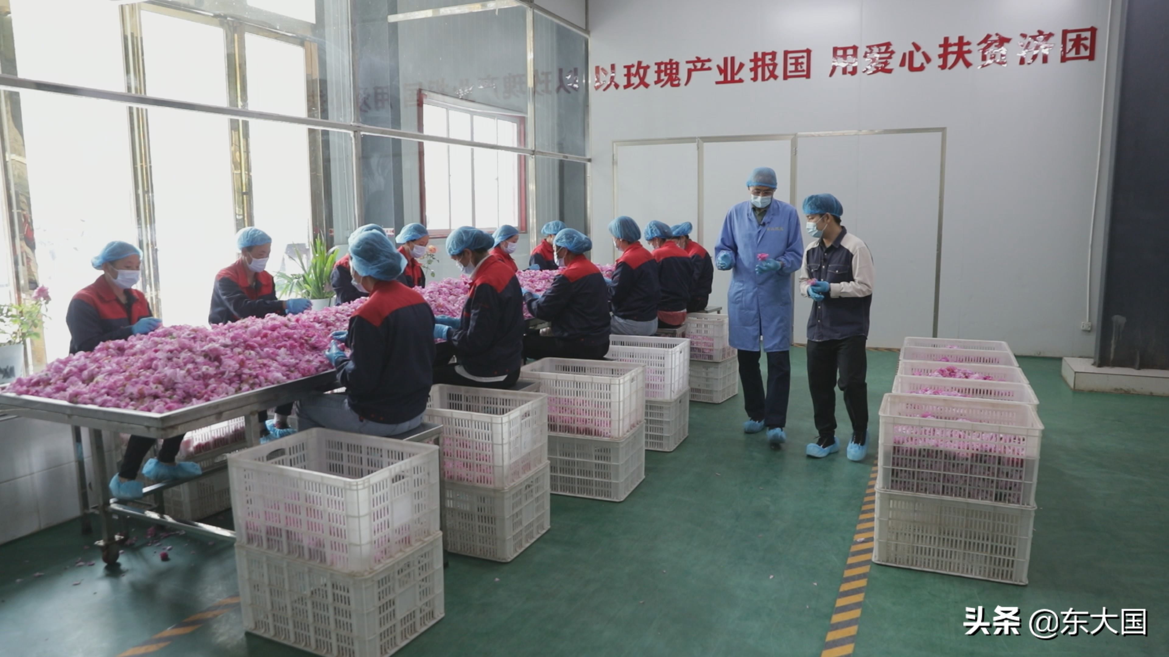 野猪“刺”激来的玫瑰花——玫瑰姐姐和她的美丽经济