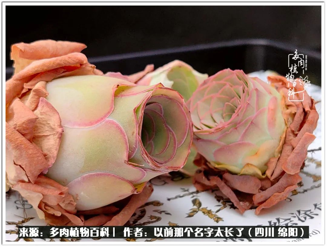 夏天山地玫瑰,小清新山地玫瑰