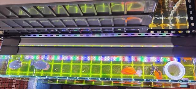 新手养兰寿金鱼饲养技巧,养好兰寿金鱼需要哪些东西