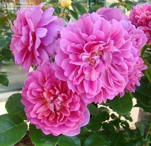 月季安妮公主怎么养,美人丽芙法式优雅月季