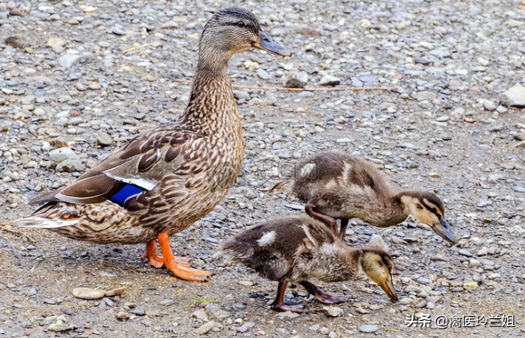 禽医生玲兰姐谈蛋鸭产蛋下降怎样回升快？蛋鸭产蛋下降怎么治？