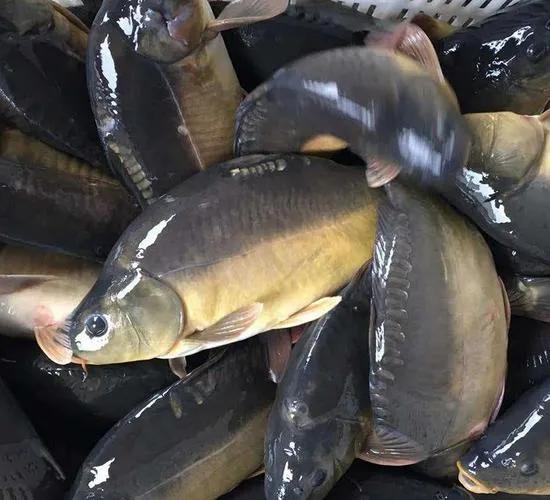 十个养殖项目,新手养殖什么项目最好