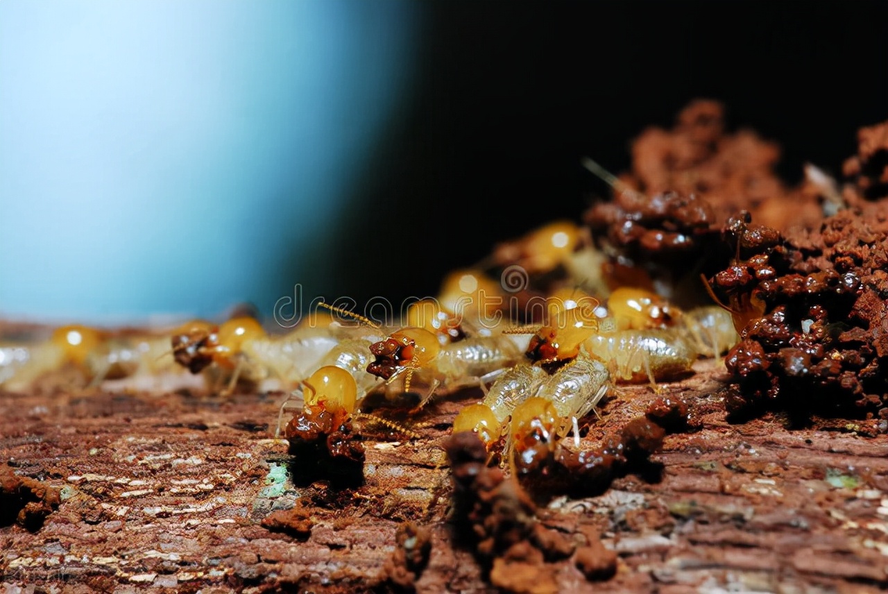 白蚁防治工考取流程,白蚁防治证书取得条件