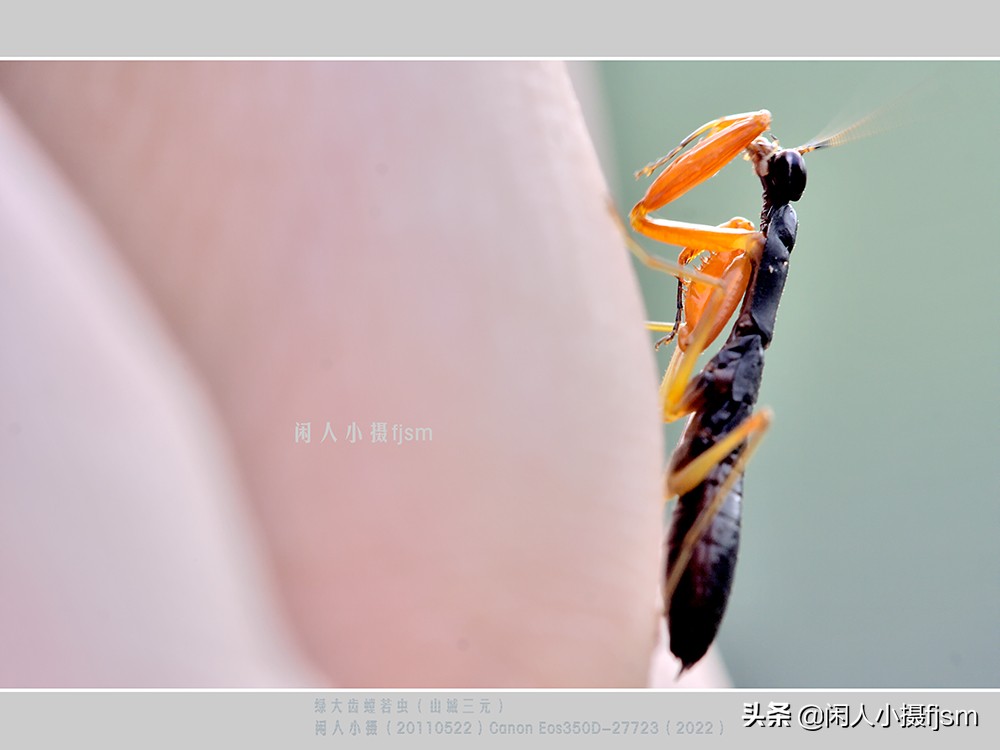 近距离拍摄昆虫小动物,常见昆虫微距摄影活动