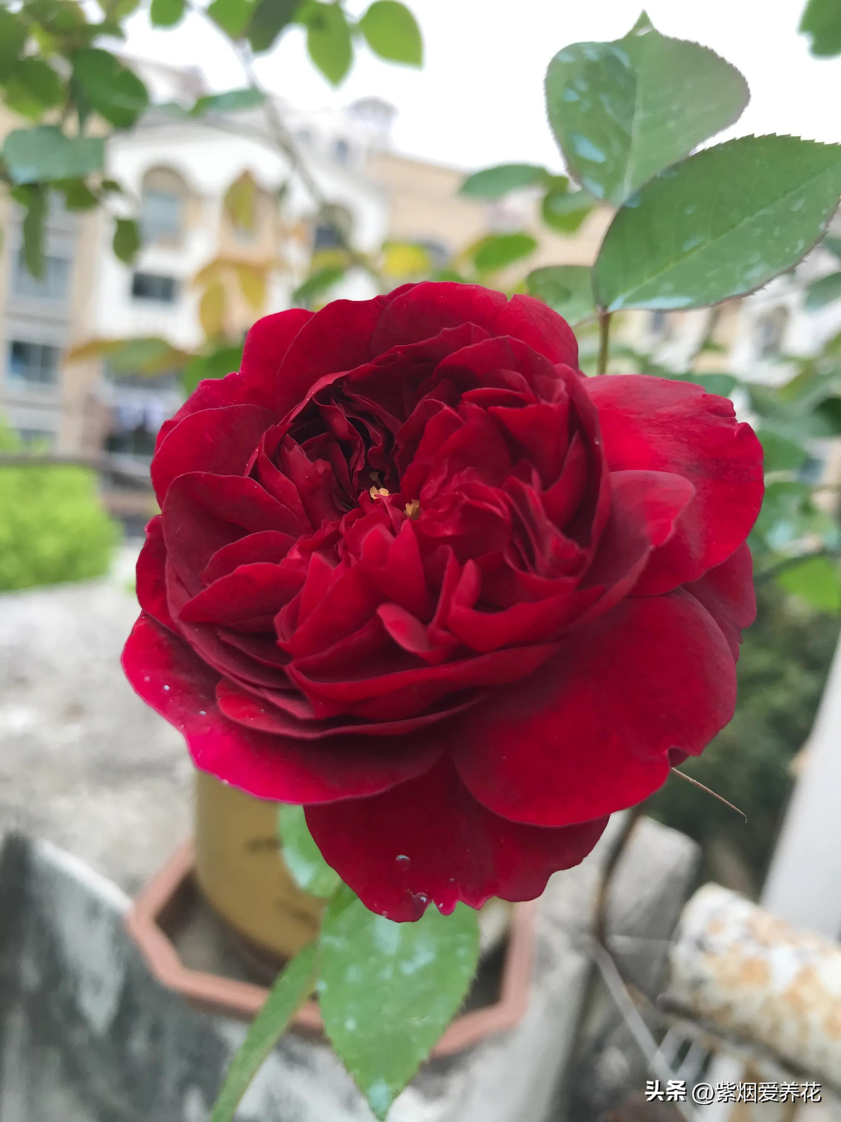 我不禁问自己,靠卖花能攒够钱买高合HiPhiY吗?