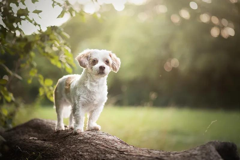 幼犬狗狗应该吃什么狗粮,狗狗一般吃什么狗粮经济又实惠