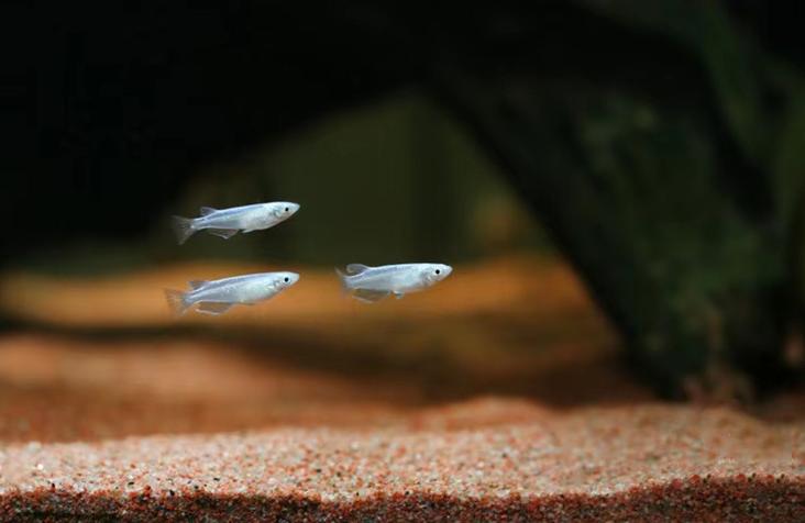 最好养的观赏鱼冷水鱼有哪些中型,冷水鱼有哪些观赏鱼比较好看