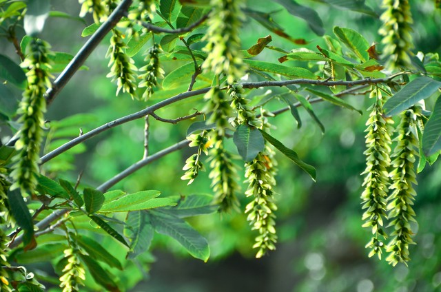 乡土散文消失的村庄,乡土散文朗诵