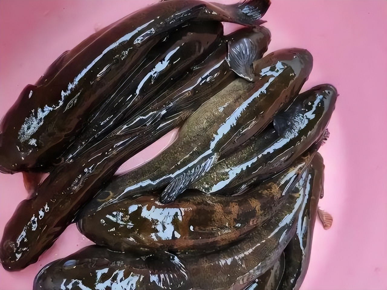 正在消失的河鲜图片,正在消失的河鲜排名