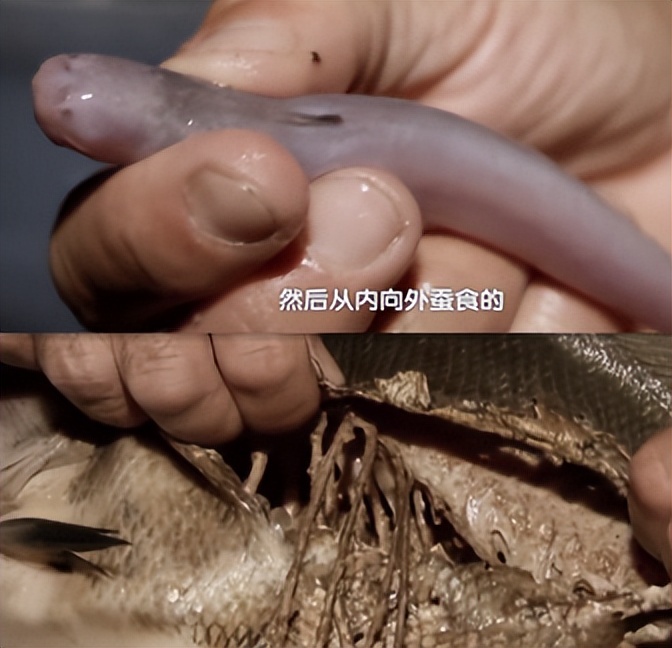 男子钓鱼鱼儿被湖里鲶鱼吃了,男人钓鱼被鲨鱼吃掉