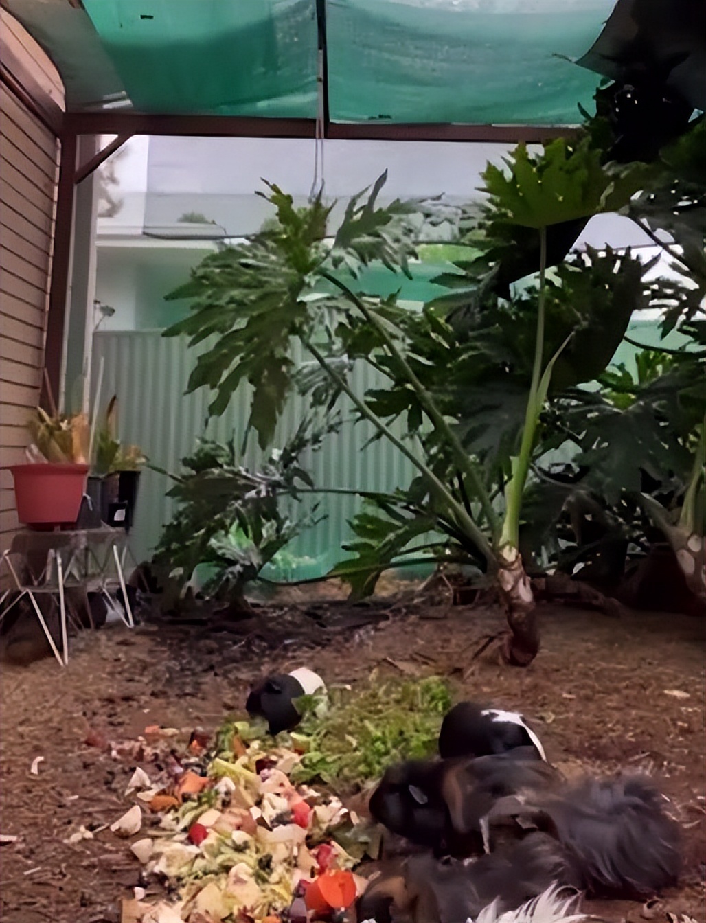 豚鼠被主人遗弃,前主人抛弃在出租屋里领养的猫咪