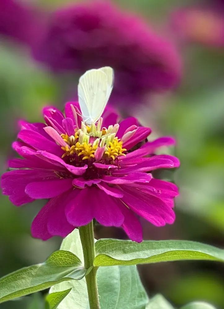 兴庆公园长乐之声合唱团直播现场,兴庆公园大合唱