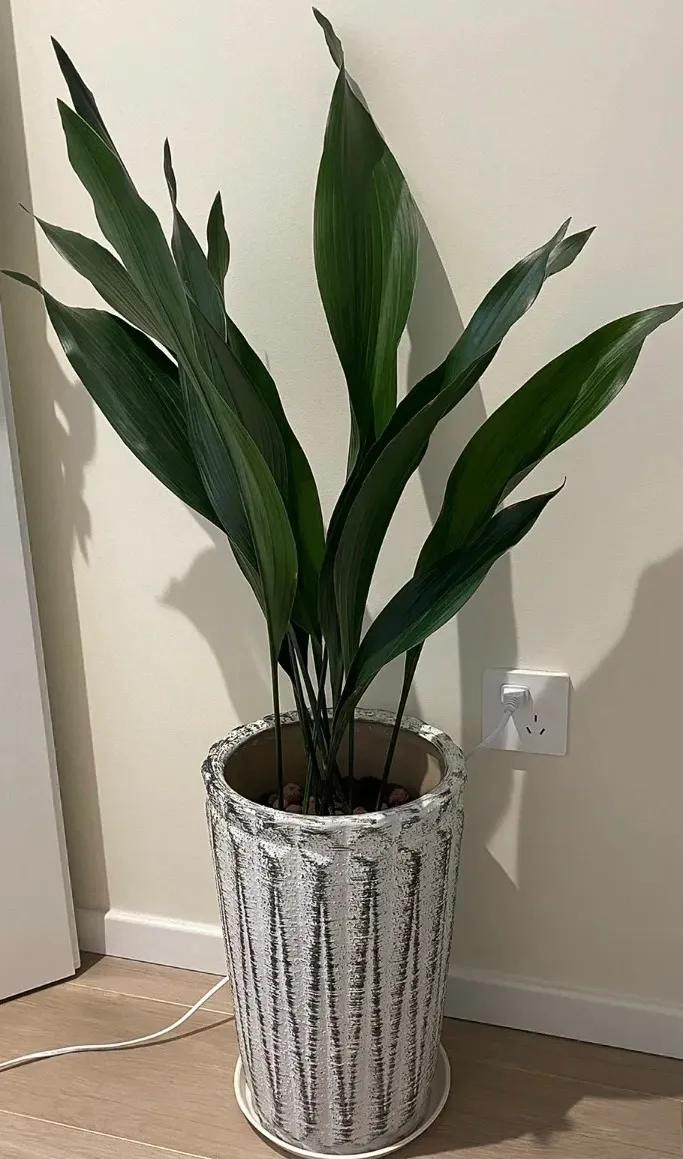 3种花是甲醛克星,室内吸甲醛最好的10种花