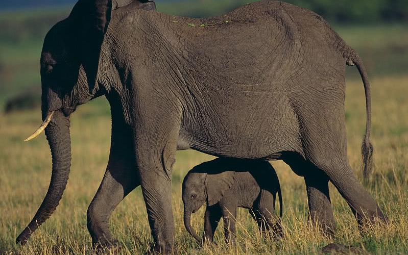 为什么不驯化大象作为食物,大象为啥不吃肉