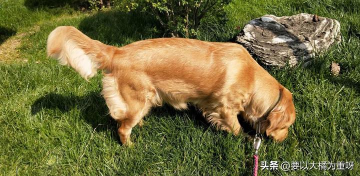 狗狗吃剩饭剩菜好还是吃狗粮好,狗喂剩菜饭好还是喂狗粮好