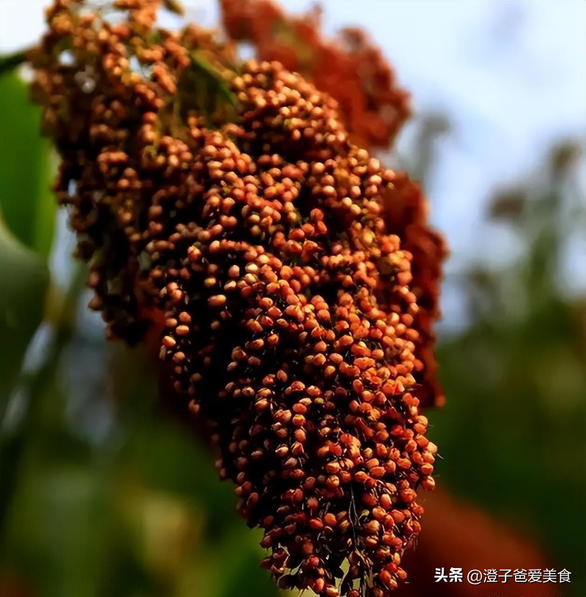 喝完酒渴是酒不好吗,喝酒越喝越口渴