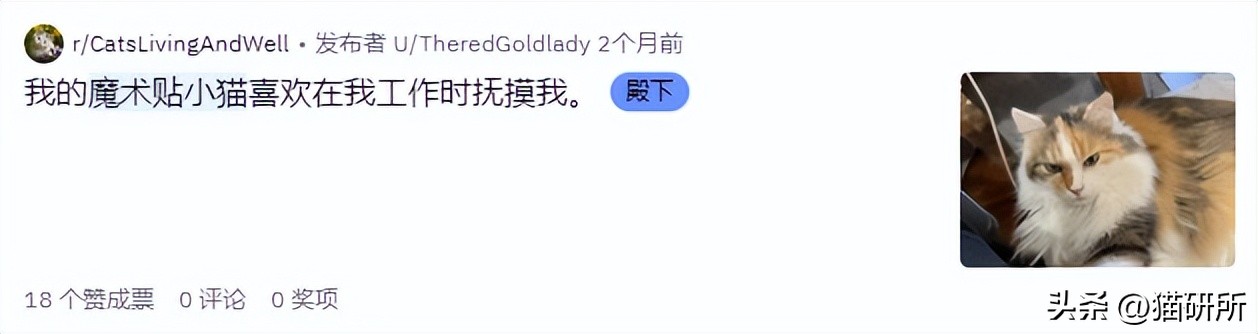 刚来的猫咪太粘人了怎么办,猫咪很黏主人是什么原因