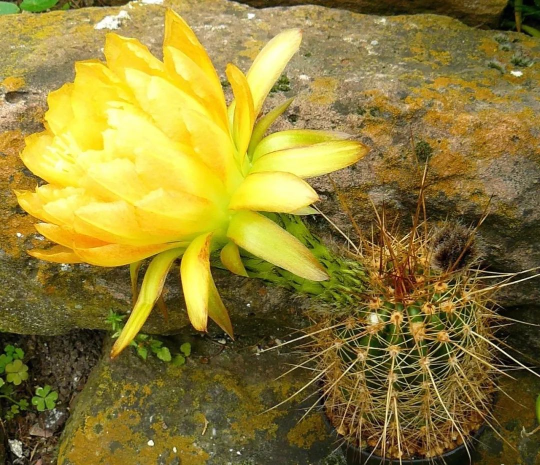 200种·仙人球开花图鉴，大开眼界，美到爆