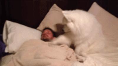 狗狗为什么爱睡床睡沙发,狗狗喜欢睡枕头上是什么原因