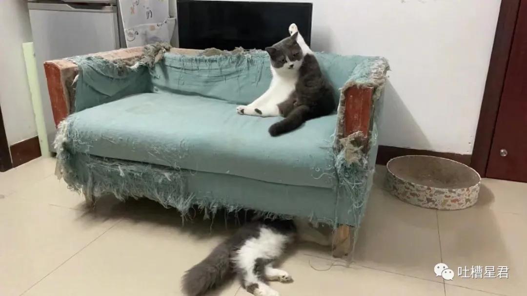 41万卡地亚后续,四十万买卡地亚被看不起