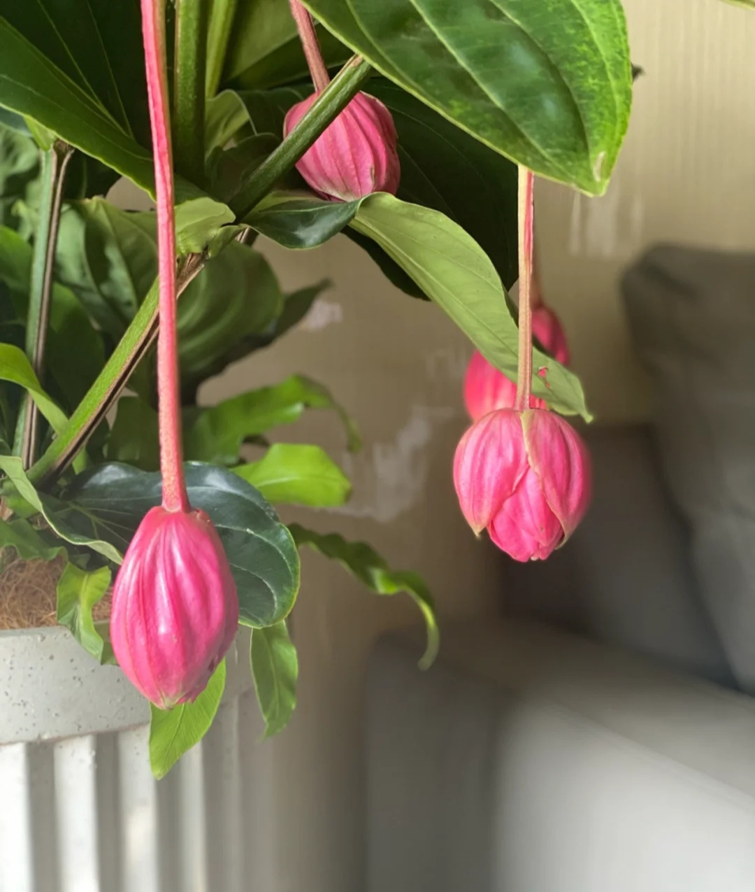 最美花王,花王宝莲灯