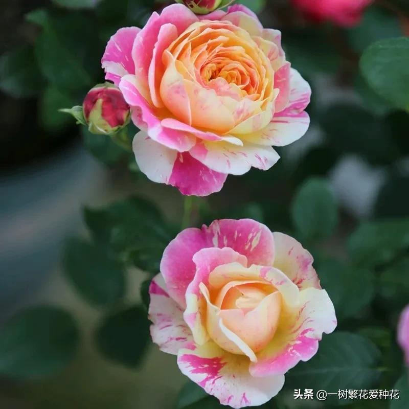 波浪边花型月季,爱杜尔马奈和伊蕾莎丝特